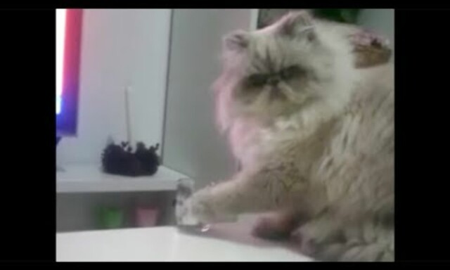 image: Jennifers katt gir fullstendig blaffen: - Nei, nei, nei